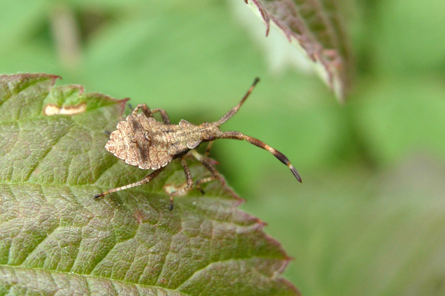 Piccoli Coreidae crescono